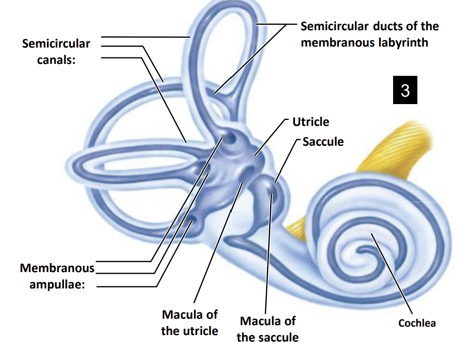 <ul><li><p>The ampullae at the base of each semicircular canal</p></li><li><p>The maculae within the utricle and saccule.</p></li></ul><p></p>