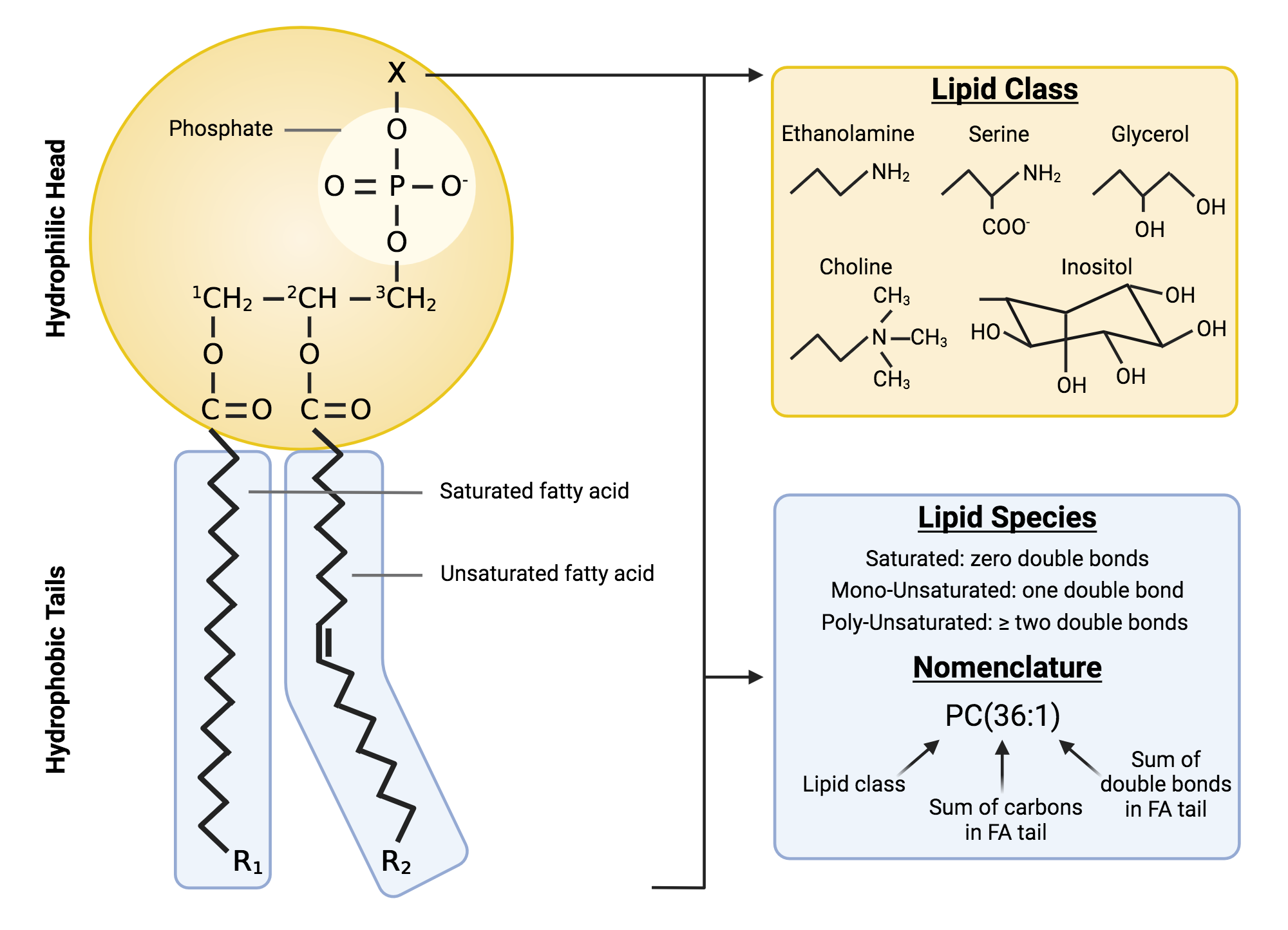 <p>phospholipids</p>