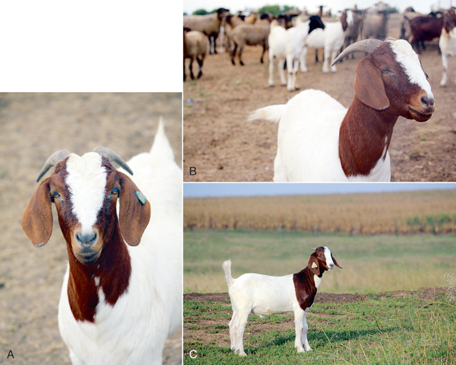 <p>what breed and used for</p>