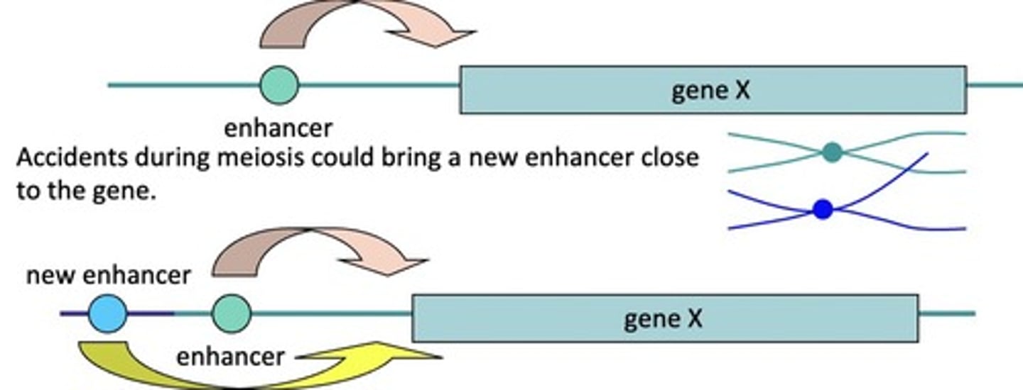 <p>Exchange the ends of their chromosomes, could bring an enhancer close to the gene</p>