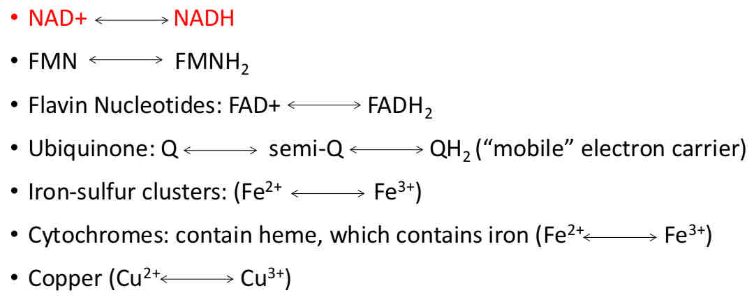 <ul><li><p></p></li></ul>