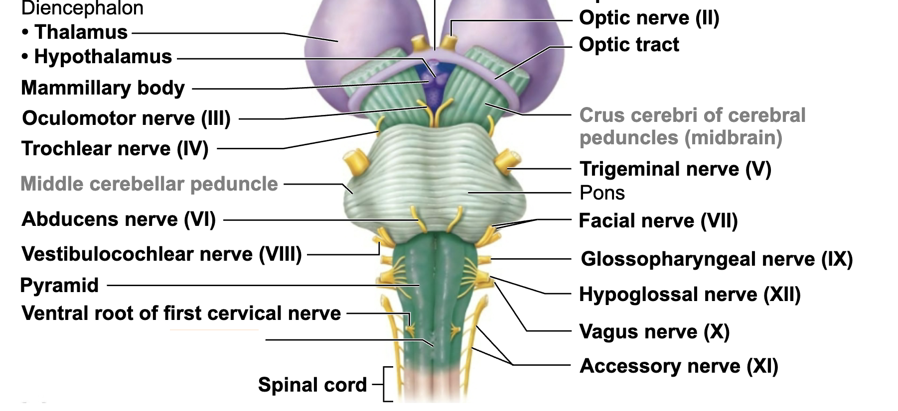 <p>What is this brain regions name and function?</p>