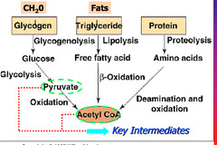 The chemical processes occurring within a living cell or organism that are necessary for the maintenance of life