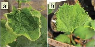 <p><span>&nbsp;Herbicide injury causing leaf curling, distortion, and growth suppression, often due to drift or misapplication.</span></p>