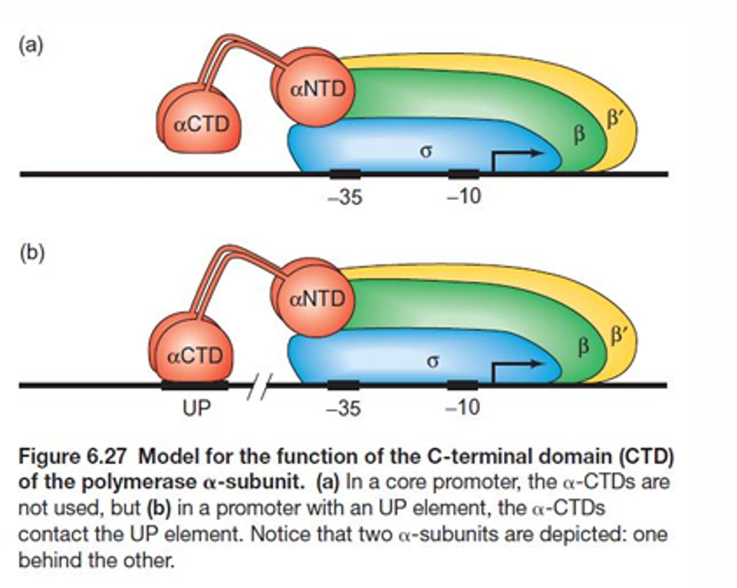 <p>The c-terminal domain of the alpha subunit will bind to eh UP element of the promoter region while sigma binds to the -35 and -10 regions.</p>