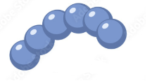 <p>Morphology name</p>