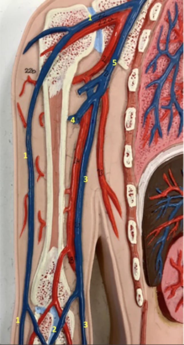 <p>What vein is 1?</p>