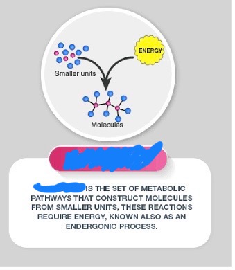 <p>In a way, photosynthesis is the reverse of cellular respiration and is considered an <strong>_______ </strong>process, where complex and larger compounds are made from simpler building blocks.</p>