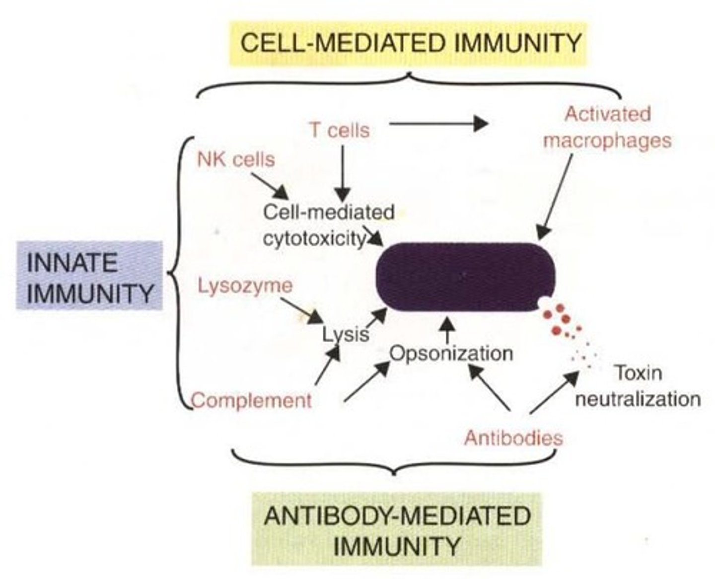 <p>1. Neutralization of toxins by antibodies. </p><p>2. Killing of bacteria by antibodies and complement. </p><p>3. Opsonization of bacteria by antibodies and complement. </p><p>4. Intracellular destruction by activated macrophages. </p><p>5. Direct killing by cytotoxic T cells and NK cells.</p>