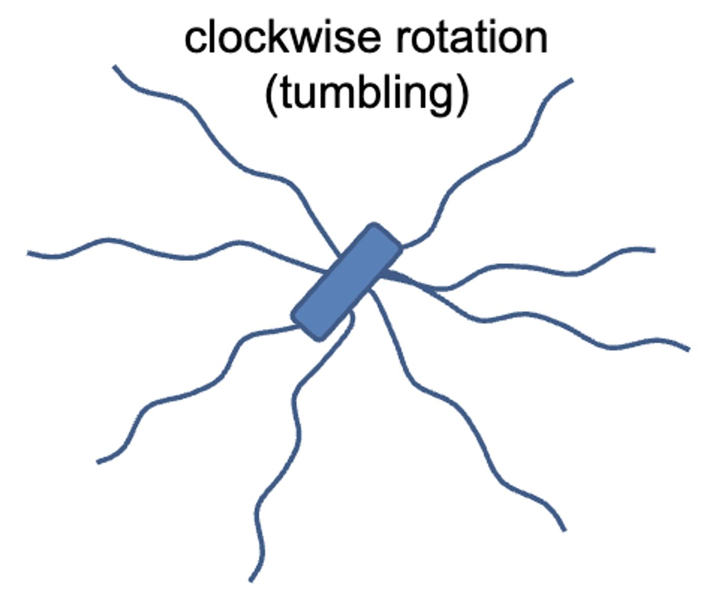 <p>clockwise</p>