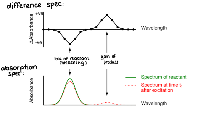 <p>Repeat the kinetics at several probe wavelengths, then choose a time (t<sub>1</sub>) and plot ΔA<sub>t</sub> v every probe wavelength used.</p><ul><li><p>The difference spectrum = spectrum after excitation (red) - spectrum before excitation (green).</p></li><li><p>A negative curve means reactant is lost.</p></li><li><p>A positive curve means product is gained.</p></li></ul><p></p>