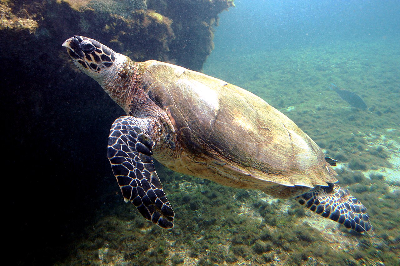 <p>Hawksbill sea turtle</p>