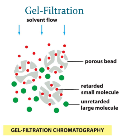 aka “size exclusion”

* molecules that are small will linger in porous beads
* larger molecules elute faster