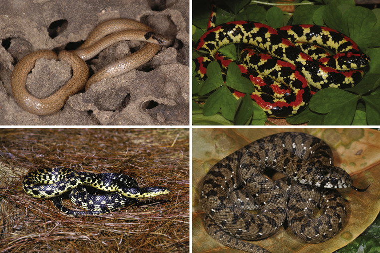 <p>(Family)&nbsp;</p>