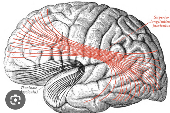 <p>connects frontal lobe to other 3 lobes</p>