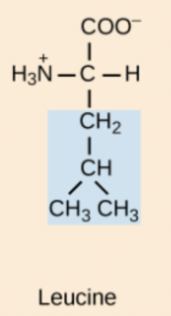 <p>Leu</p>
