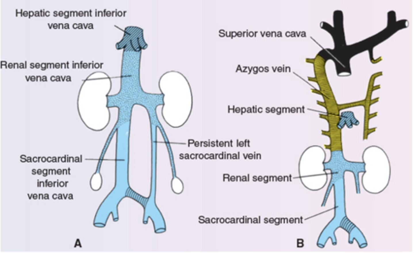 <p>Hepatic, renal, sacrocardinal</p>