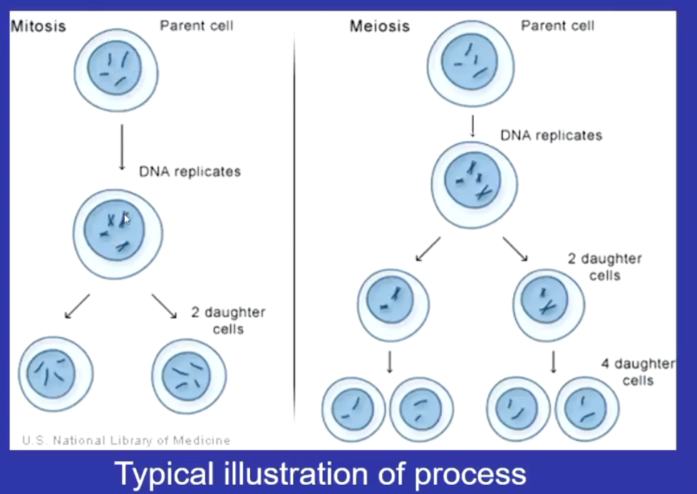 <p><span><strong><span>Primordial germ cells (PGCs)</span></strong></span> → <span><strong><span>Oogonia</span></strong></span> → <span><strong><span>Oocytes</span></strong></span> → <span><strong><span>Follicles</span></strong></span> → <span><strong><span>Egg (ovum)</span></strong></span></p><p></p><p><span><strong><u><span>they are all the same cells at different stages:</span></u></strong></span><br><span><strong><span>PGCs undergo mitosis: </span></strong></span>numbers increase as they multiply and is called an <span><strong><span>oogonia</span></strong></span></p><p><span><strong><span>Oocyte</span></strong></span>: when the oogonia stops undergoing mitosis and undergoes meiosis</p><p><span><strong><span>Egg: </span></strong></span>when grows to maturity and ovulated</p>
