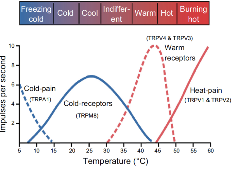 <p>Cultaneous Receptors: Hot Receptors- (location, , activated)</p>