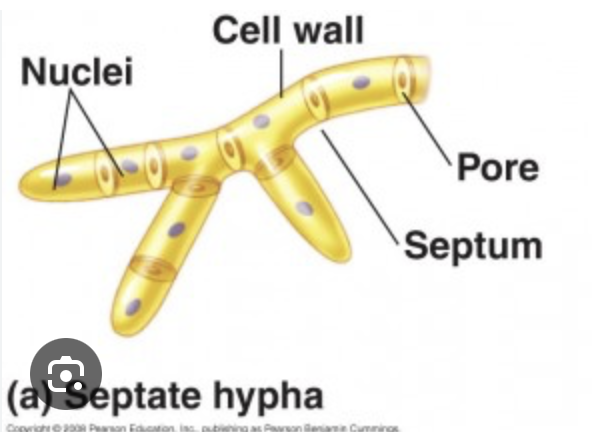 <p>Septate hyphae are fungal filaments with cross-walls (<span style="color: rgb(255, 0, 0)"><strong>septa</strong></span>) that divide them into individual cells. <br>These septa create a segmented or "bamboo stalk" appearance.</p>