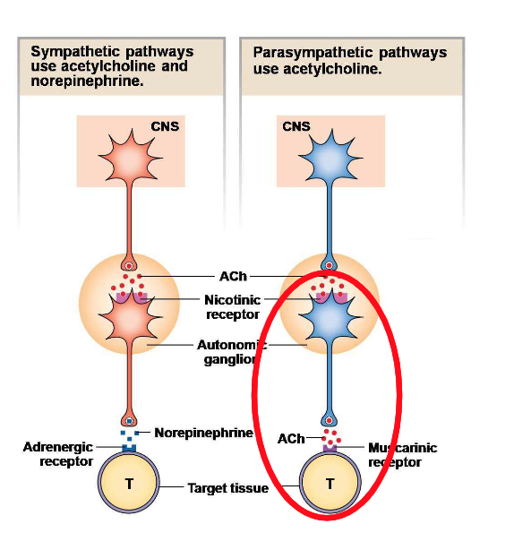 <p>Most postganglionic parasympathetic receptors secrete…</p>