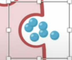 <p>vesicles fuses with cell membrane</p>