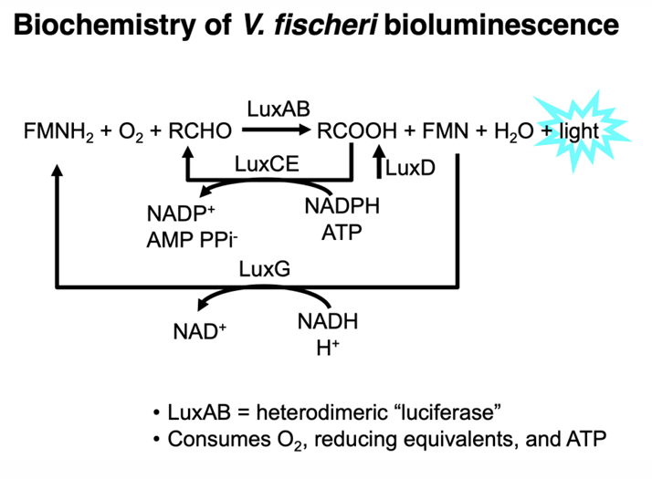 What energy sources are consumed in Vibrio fischeri bioluminescence?