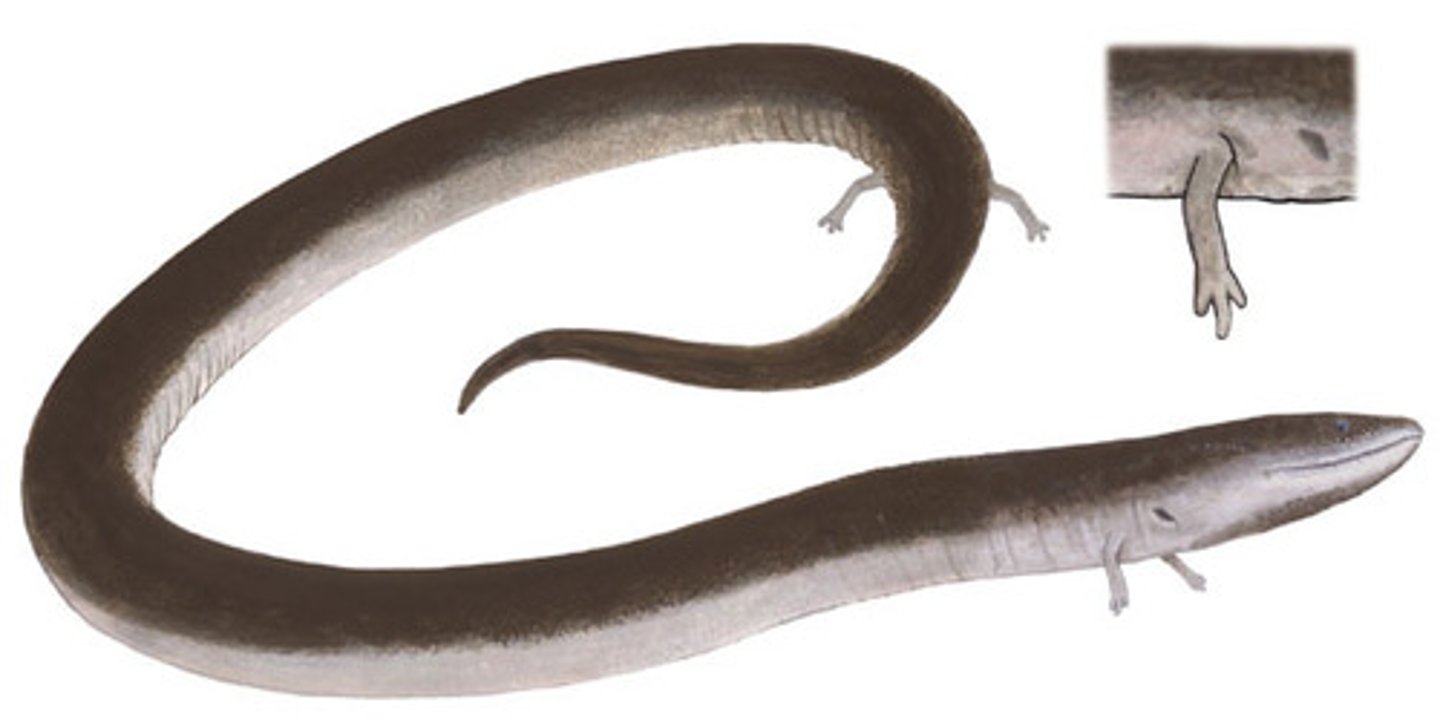 <p>-Long body with compressed tail and fin</p><p>-No external gills</p><p>-Fore and hind limbs present but greatly reduced</p><p>-Fully aquatic eel like up to 1m</p>