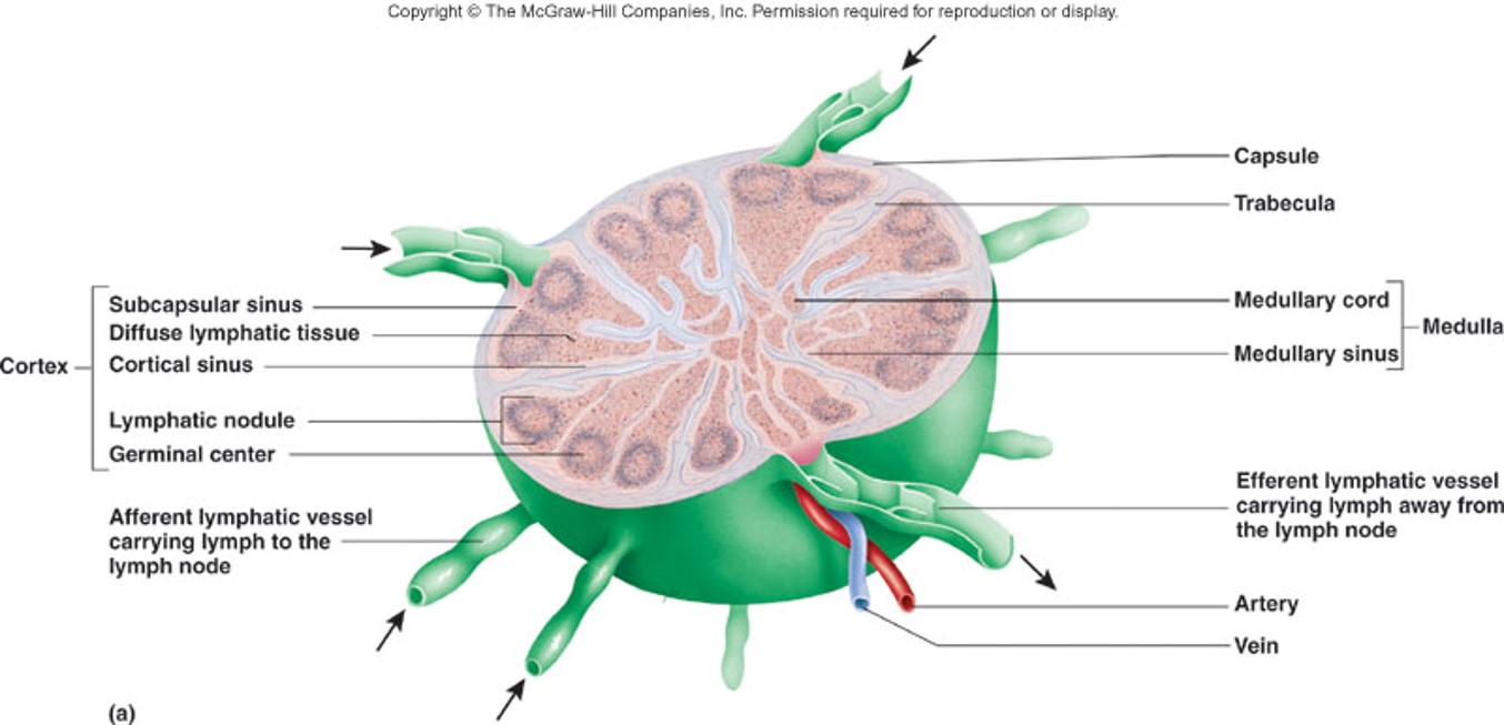 capsule, cortex, and medulla (trabeculae extend from the cortex to within)