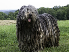 <p>Origin: Italy</p><p>Height: 21-24 in</p><p>Weight: 57-84 lbs</p><p></p><p>A sheepdog and guard dog, this powerful Sheepdog was bred for a tough, outdoor life in the northern Italian mountains.</p>