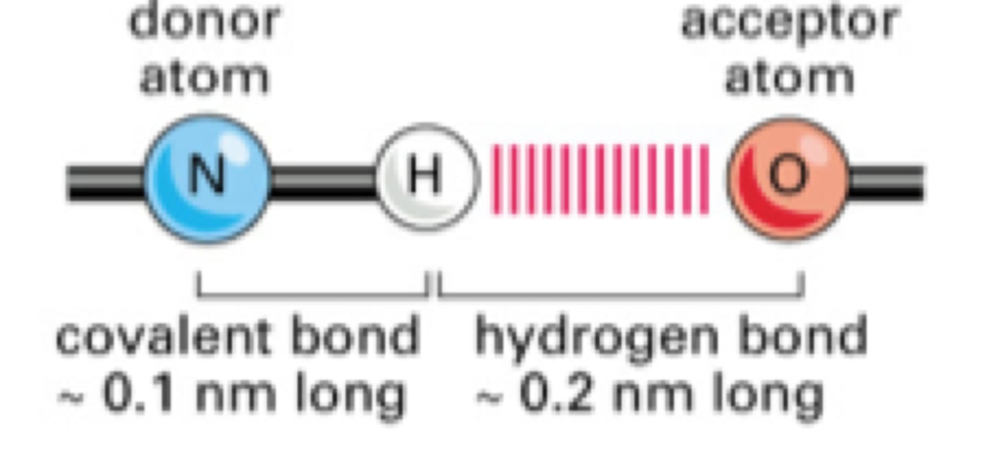<p>atom, ion, or molecule component of a hydrogen bond which does not supply the bridging (shared) hydrogen atom Ie O or N</p>