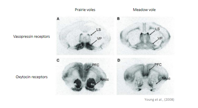 <ul><li><p>OXT receptors are highly expressed in PFC and Nacc in prairie voles </p></li><li><p>partner preference in prairie voles is disrupted after blocking OXT or VP receptors</p></li></ul>