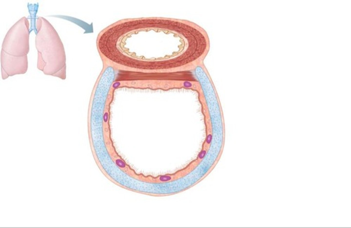 <p>Branching airways from trachea to lungs.</p>
