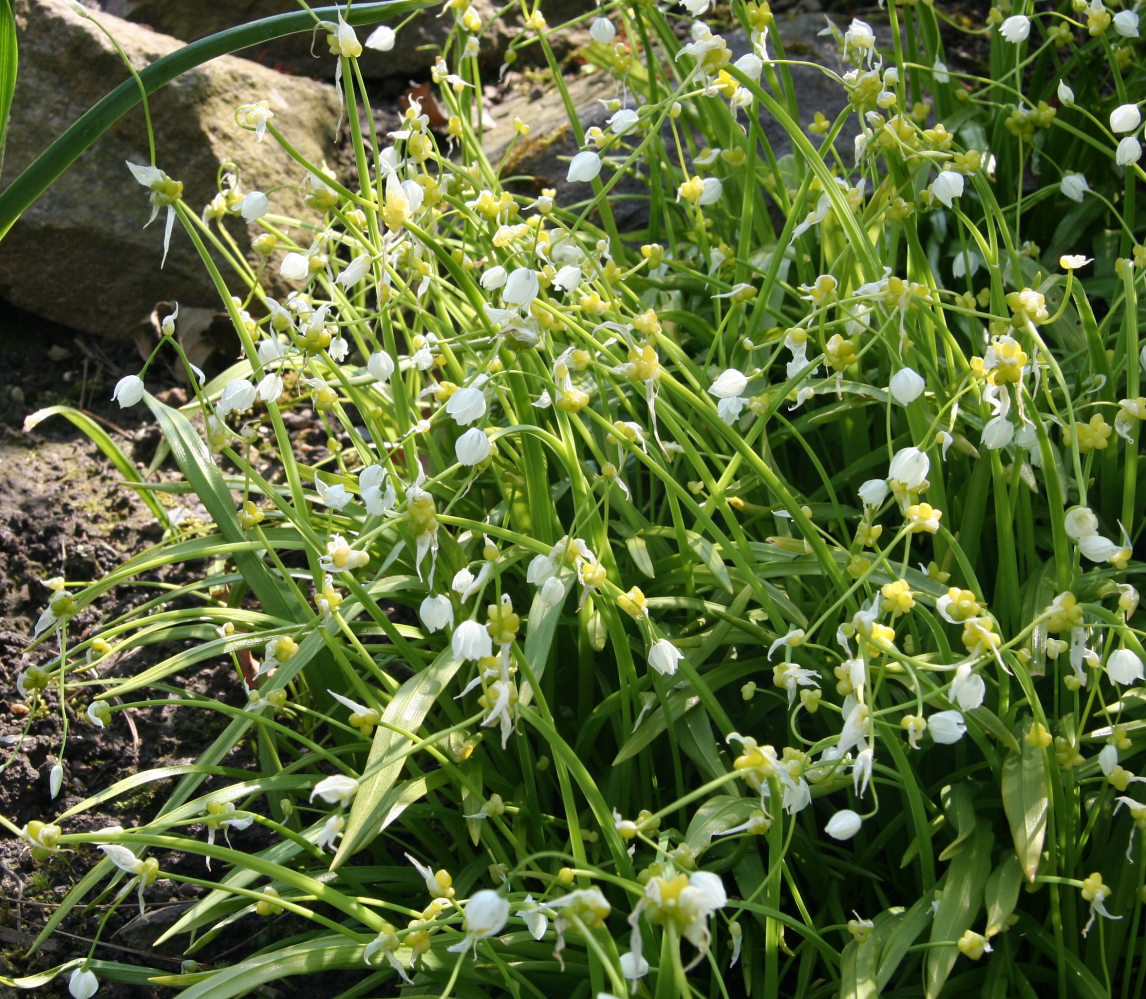 <p>Allium paradoxum - Amaryllidaceae</p>