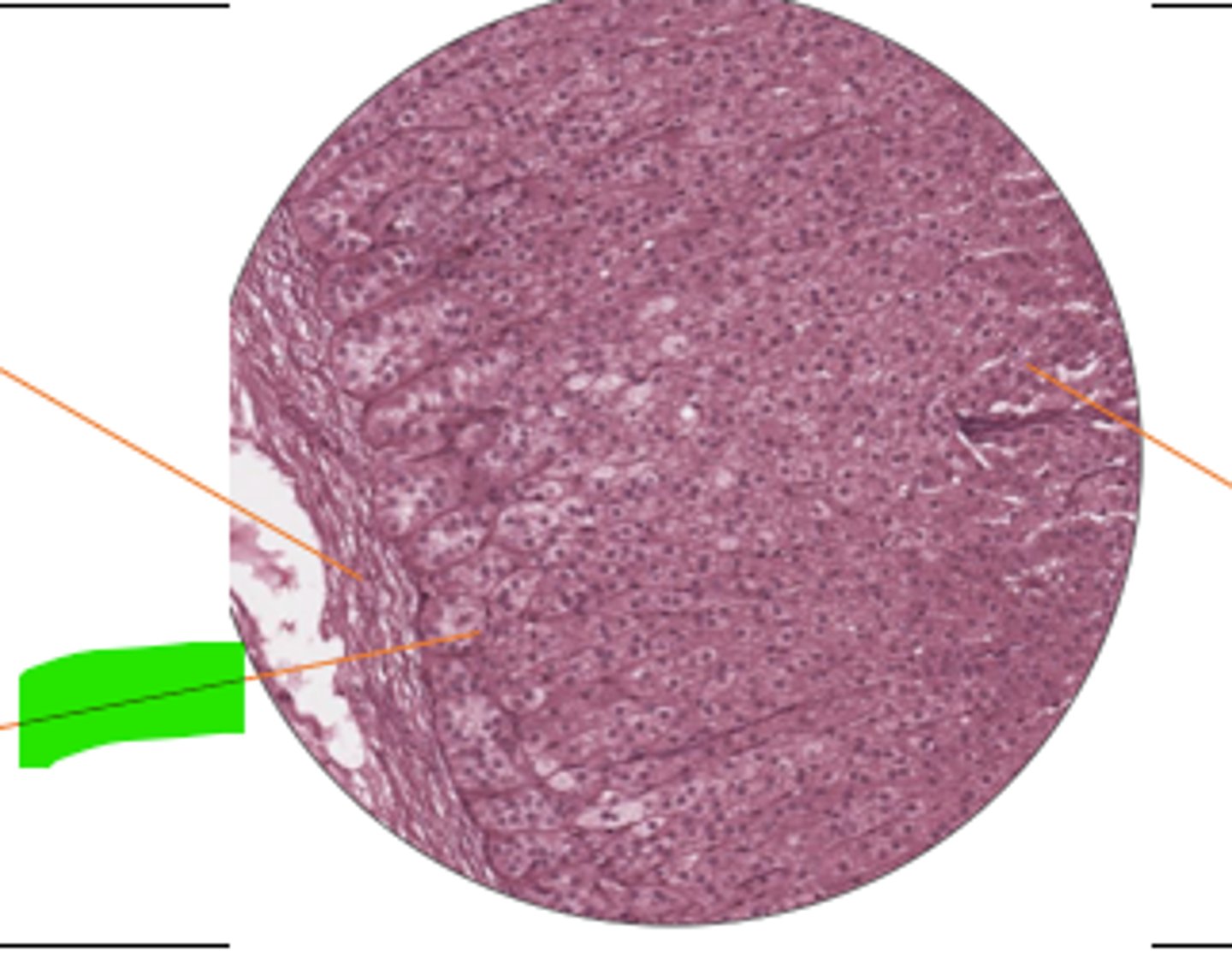 <p>label region and organ</p>