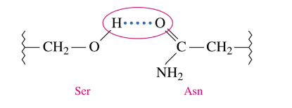 <ul><li><p>form between the H of a polar R group and the O or N of another polar amino acid</p></li><li><p>weaker than disulfide bonds and salt bridges, but contribute to overall tertiary structure because there are many more hydrogen bonds</p></li></ul>