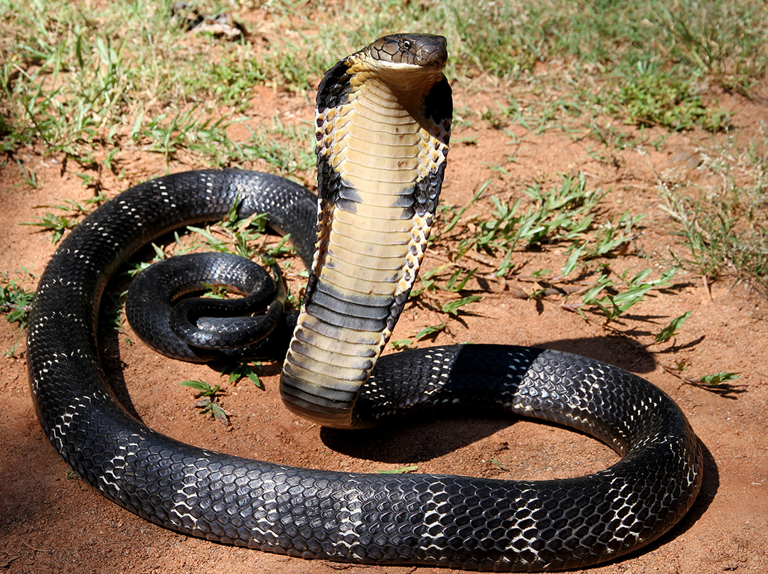 cobras, coral snakes, mambas, kraits, sea snakes, and relatives (colubriodea)

\

1. wide range of habitats and diets
2. proteroglyph dentition
3. relatively immobile maxillae may bear solid teeth posterior to the fang 
4. all venomous but some are too small to post a threat to humans