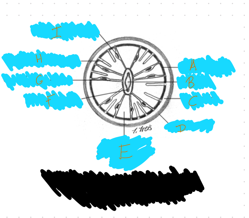 <p>What is this Organism?</p>