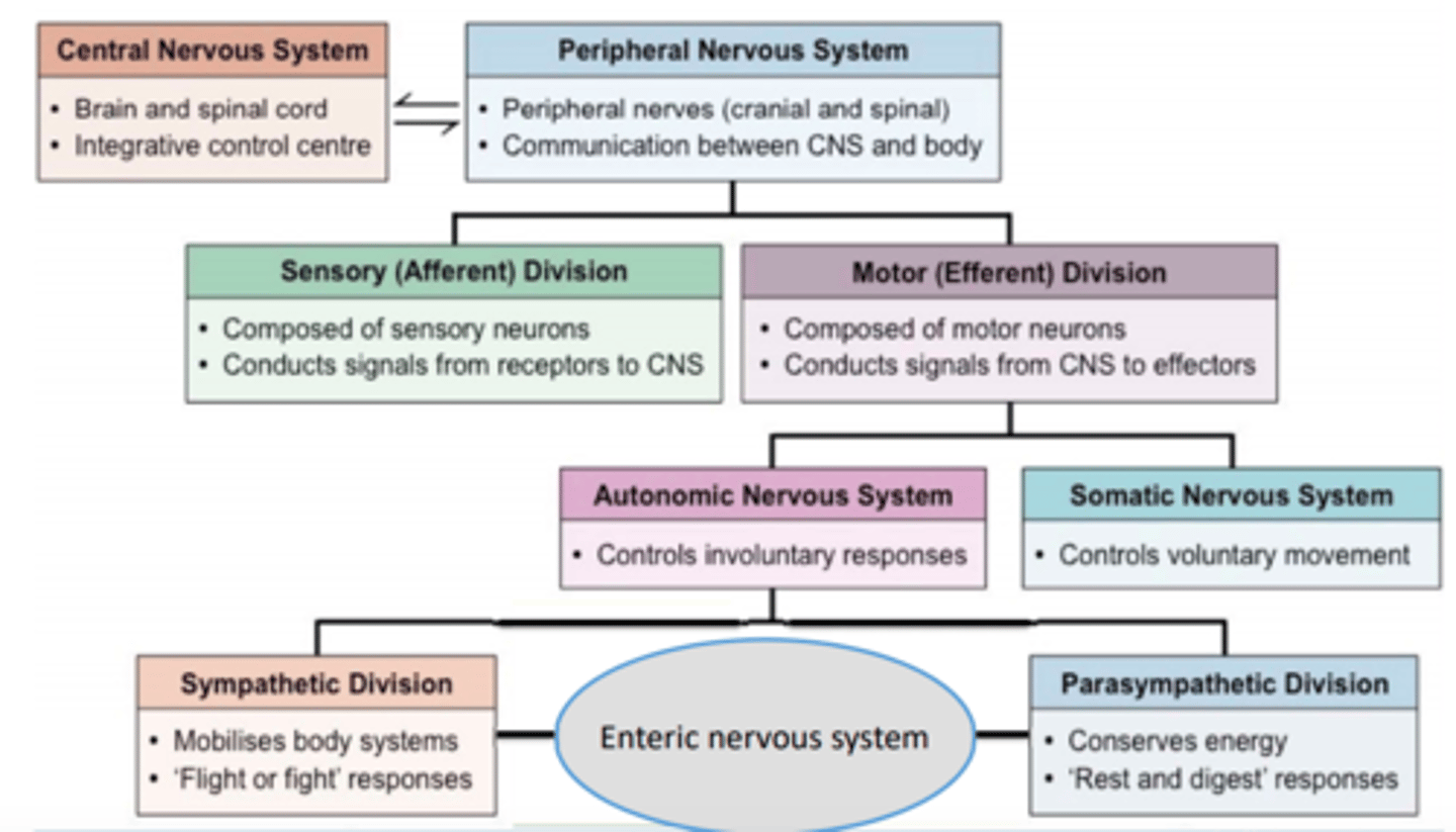 <p>controls voluntary movement</p>
