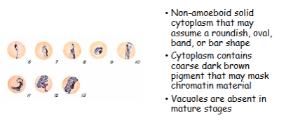<p>What is the genus, species, and stage of this parasite?</p>