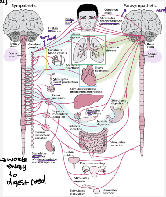 <p><strong>sympathetic branch :</strong></p><ul><li><p>increases heart rate</p></li><li><p>relaxes ( opens) airways</p></li><li><p>contracts most blood vessels - so increase blood pressure</p></li><li><p>also inhibits digestive processes - waste energy digesting food</p></li><li><p>happens during emergency/stressful situations</p></li><li><p> the fight or flight response </p></li><li><p>noradrenaline neurotransmitter </p></li></ul><p></p><p><strong>parasympathetic branch :</strong></p><ul><li><p>slows heart rate</p></li><li><p>usually when resting</p></li><li><p>contricts ( closes ) airways</p></li><li><p>also stimulates digestive processes</p></li><li><p> the rest and digest response </p></li><li><p>acetylcholine neurotransmitter </p></li></ul><p></p><p>signals travel down spinal cords , have sympathetic nerves and parasympathetic = both equally control the body</p><p></p>