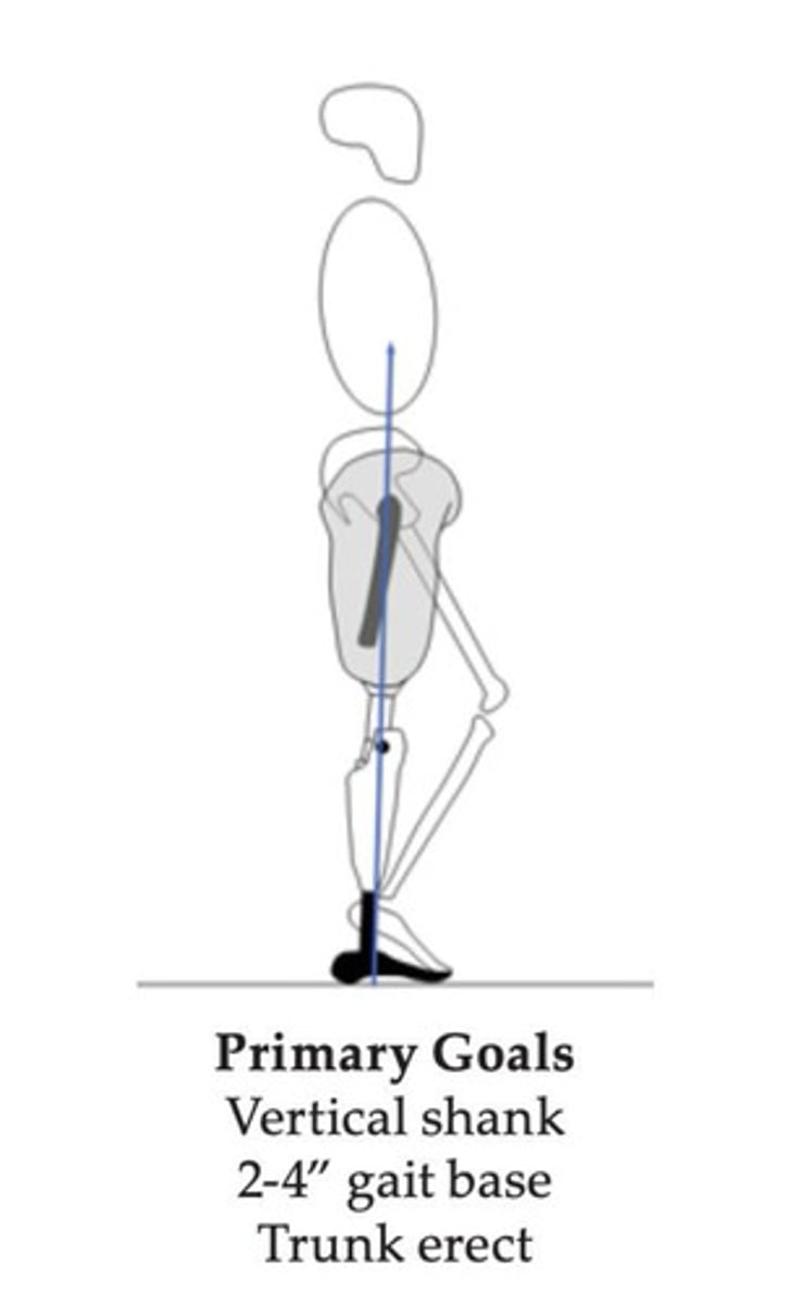 <p>1. vertical shank/pylon</p><p>2. 2"-4" gait base</p><p>3. trunk erect</p>