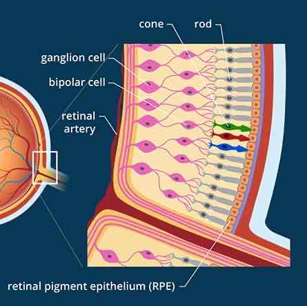 <p>Characteristics of Rods</p>