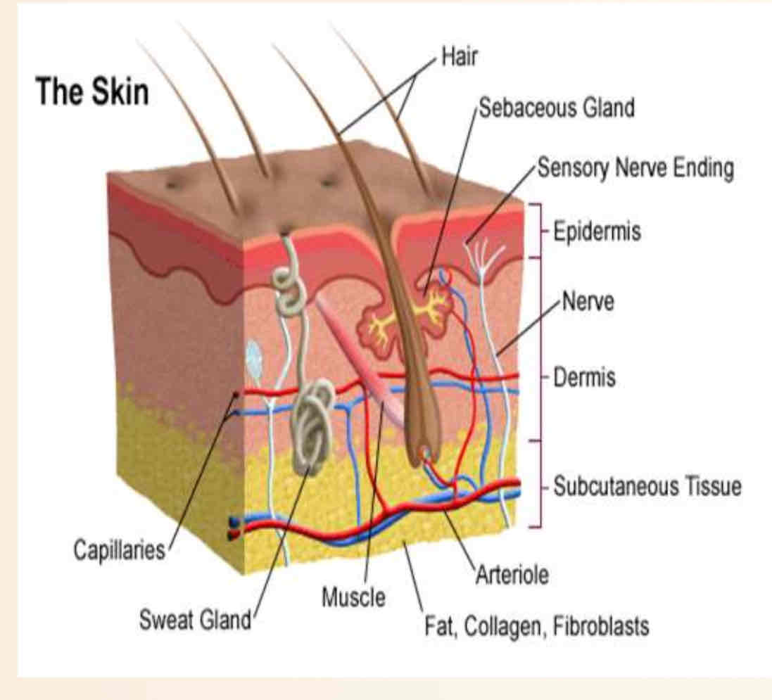 <p>Skin</p>