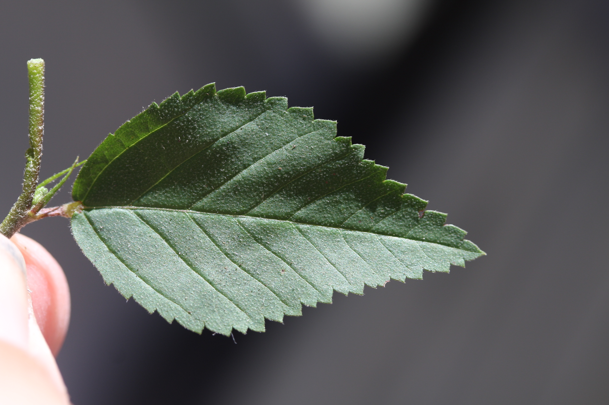 <p>Leaf margin?</p>