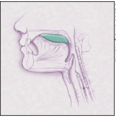 <p>oral transport stage</p>