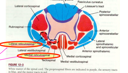 <p>in the anteiror and medial funiculus of the spinal cord, just outside the ventral horn</p>