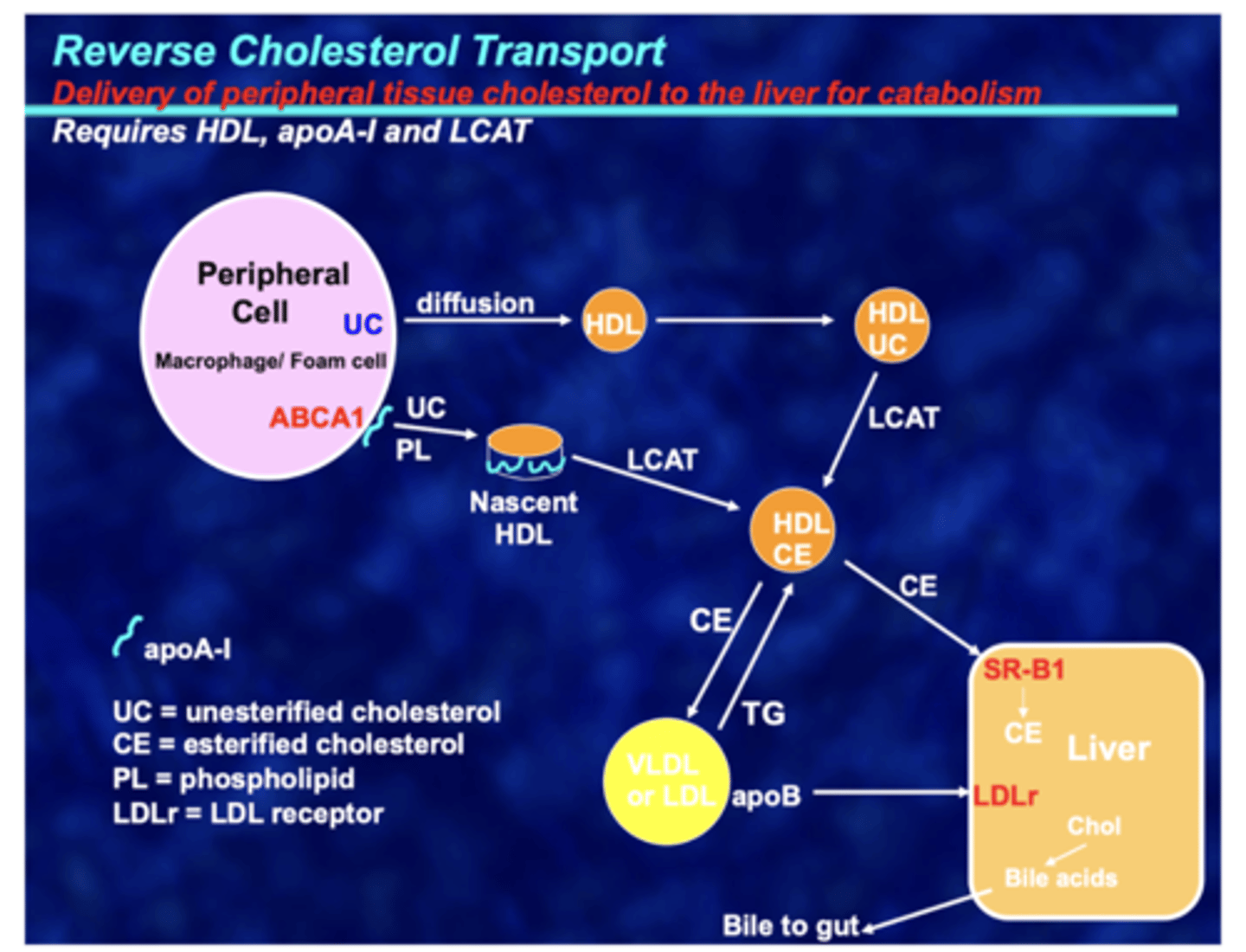 <p>Reverse cholesterol transport: process by which excess cholesterol in peripheral cells (foam cells esp), is returned to the liver for degradation and excretion</p><p>Involves apoA-1, ABCA1, LCAT, and receptors on the liver for uptake of excess cholesterol. SR-A1 reconizes modified/oxified LDL and internalizes it. Accumulation of modded LDL in cells leads to accumulation of lipid droplets in macrophages and formation of foam cells.</p>