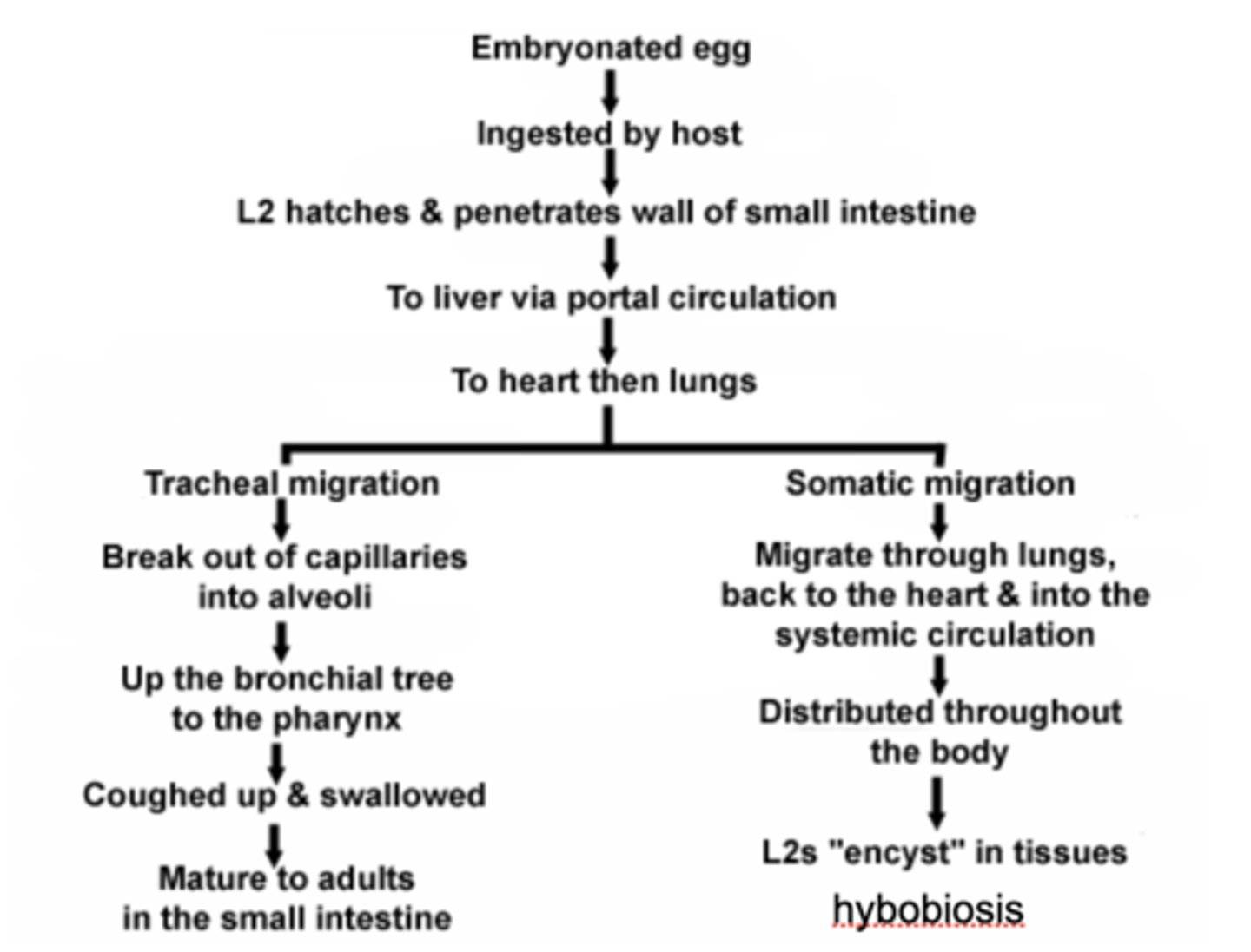 <p>(study this process separately - see Dr. Hawdon's slides don't use this one it's too detailed)</p>