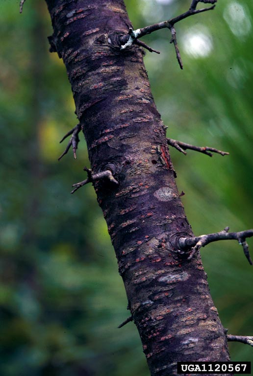 <p>small tree, spines on twigs, peeling bark, horizontal lenticils</p>